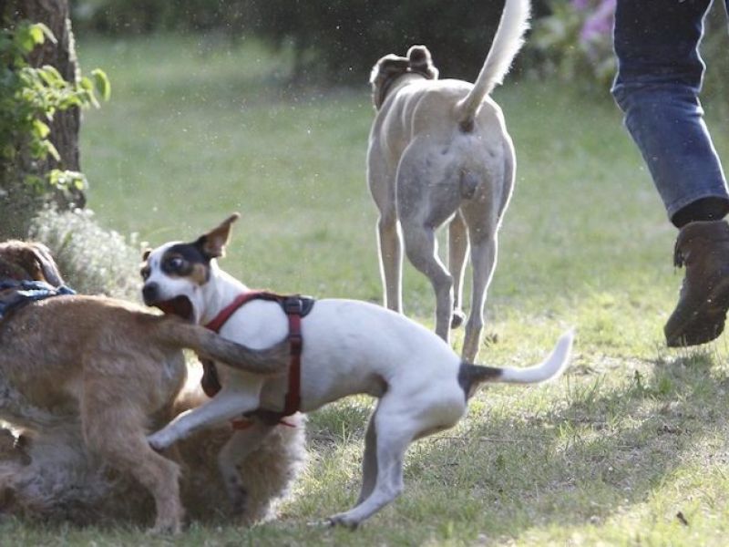 Dog-Dating